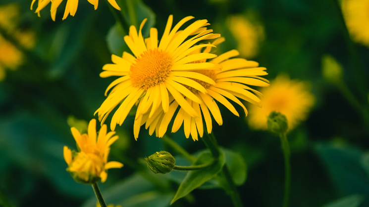 Arnica Homeopathic Medicine: Overview, Uses, and Benefits
